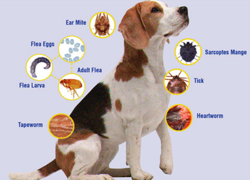 heartworm with flea and tick